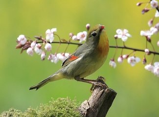 立春日侍宴內(nèi)殿出剪彩花應制