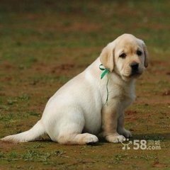 家有小園比他處果蓏倍登或問(wèn)鄭子何術(shù)致此告