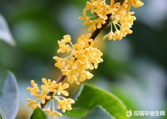 答許覺之惠桂花椰子茶盂二首