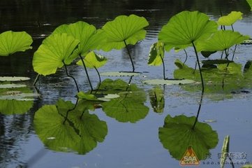 風(fēng)流子