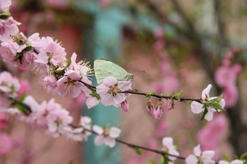 謁金門(mén)（風(fēng)乍起，約巽吾同賦海棠）