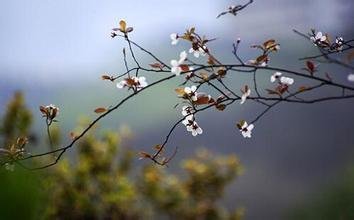 倦尋芳（渡口酒家）