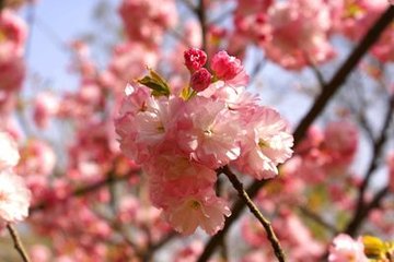 題青龍寺