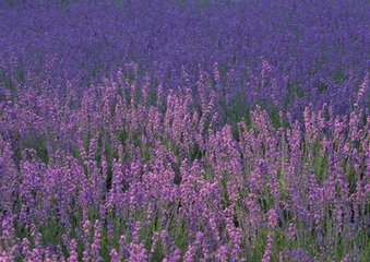 朝中措（安人生日·三之一）