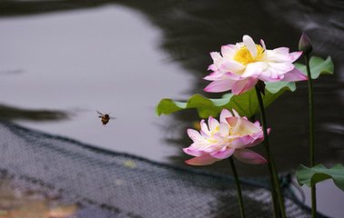 菩薩蠻·樓前曲浪歸橈急