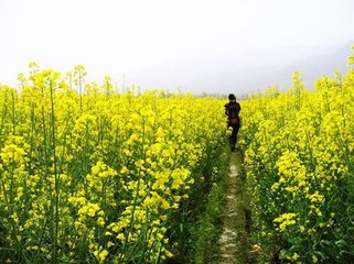 漢陰庭樹(shù)