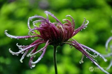 雨中花（嶺南作）