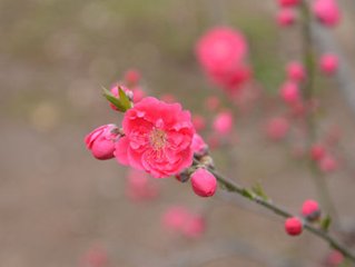 菩薩蠻·今年是處梅花早