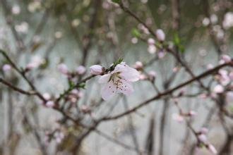 菩薩蠻（正月三日西山即事）