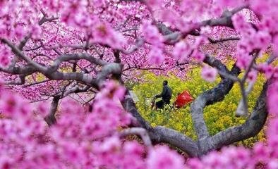 鷓鴣天·茜霧紅云捧建章