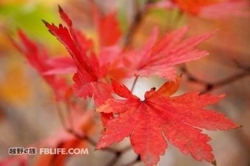 和知己秋日傷懷