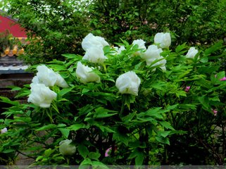 念奴嬌（留范景山處有感）