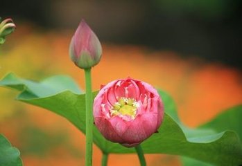 鷓鴣天·新晴水暖藕花紅