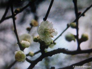 旅館梅花