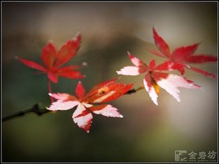 酬崔峒見寄（一作江湖秋思）