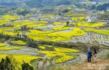 對黃花