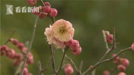 蠟梅送東畎先生并寓探梅之意