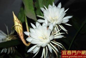 昭君怨·試問(wèn)愁來(lái)何處