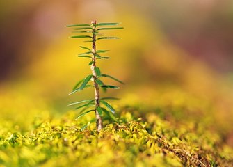 癸亥立春日煮茗於石池寺見庚戌中盛二十舅中