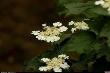 醉花陰（詠木犀）