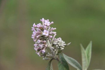 答王黃門(mén)寄密蒙花