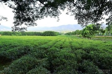 有客來(lái)從陽(yáng)羨聞元績(jī)離家已月余由昆山過(guò)臨安