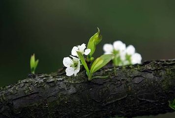 用雪坡春色韻