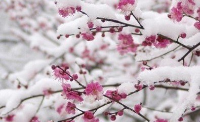 靈谷寺梅花塢六首