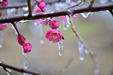 減字木蘭花（冬至）