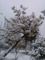 雪中問(wèn)梅