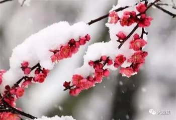 霜天曉角·朝來微雪