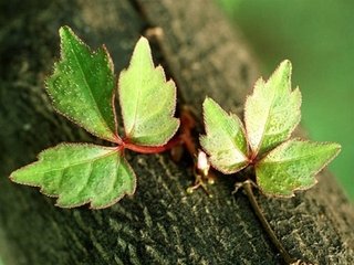 送劉散員同賦得陳思王詩(shī)山樹(shù)郁蒼蒼