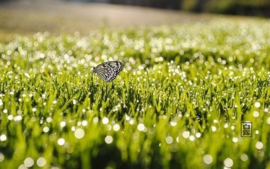 崔四郎協(xié)律以詩見寄，兼惠蜀琴，因以酬贈(zèng)