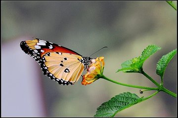 蝶戀花（和人探梅）