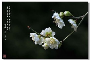 菁山觀梅歌