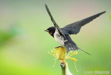 菩薩蠻（張饒縣以一枝梅來，和韻）