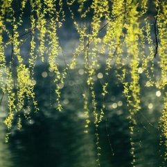 木蘭花慢·二分春是雨