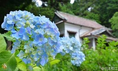 永兄作靈照寺墨梅雨紙殊佳仍書二絕其上以為