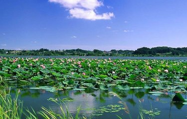 蝶戀花（和任路分荷花）