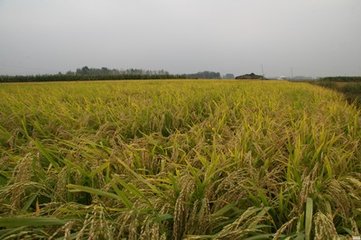 九月一日戴時(shí)可酒邊