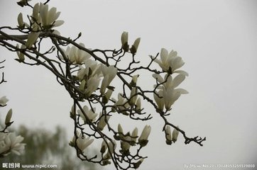 掃花游/掃地游 九日懷歸