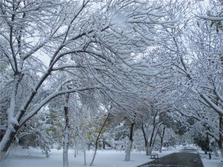 菩薩蠻·隔窗瑟瑟聞飛雪