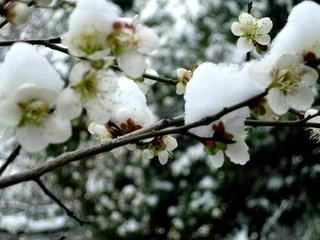 十二月二日臘祭前一日致齋惠照清叟察言觀色