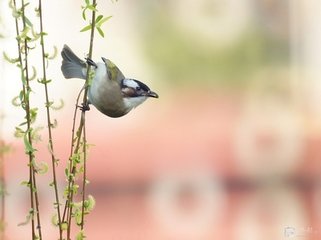 暮春送人