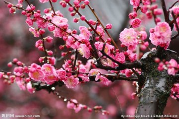 點絳唇·雪霽寒輕