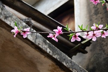 少年游（井桃·林鐘商）