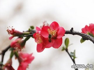 點(diǎn)絳唇·珠幰霜蕤