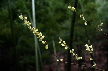 水龍吟·黃旗吉語飛來