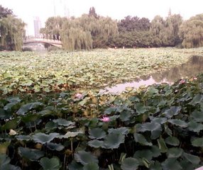 木蘭花慢·維摩居士室