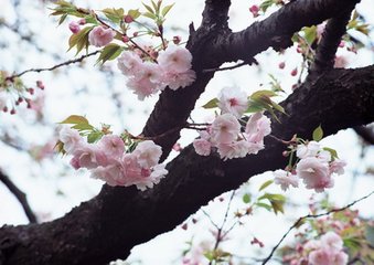 滿庭芳（為趙西外壽）